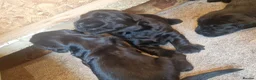 Giant Schnauzer dogs for sale: Giant schnauzer puppy's  - Advert 5