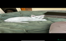 Maine Coon cats for sale: Silver shaded Maine coon female - Image 6