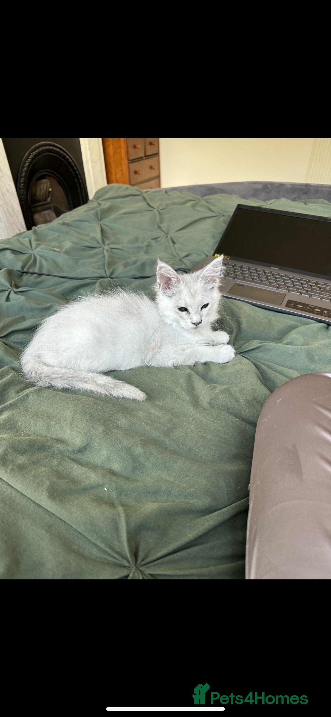 Maine Coon cats for sale: Silver shaded Maine coon female - Image 6
