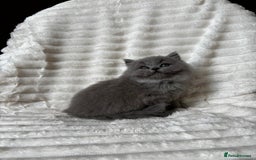 British Shorthair cats for sale: OUTSTANDING GCCF + HEALTH TESTED BSH + BLH KITTENS - Image 10