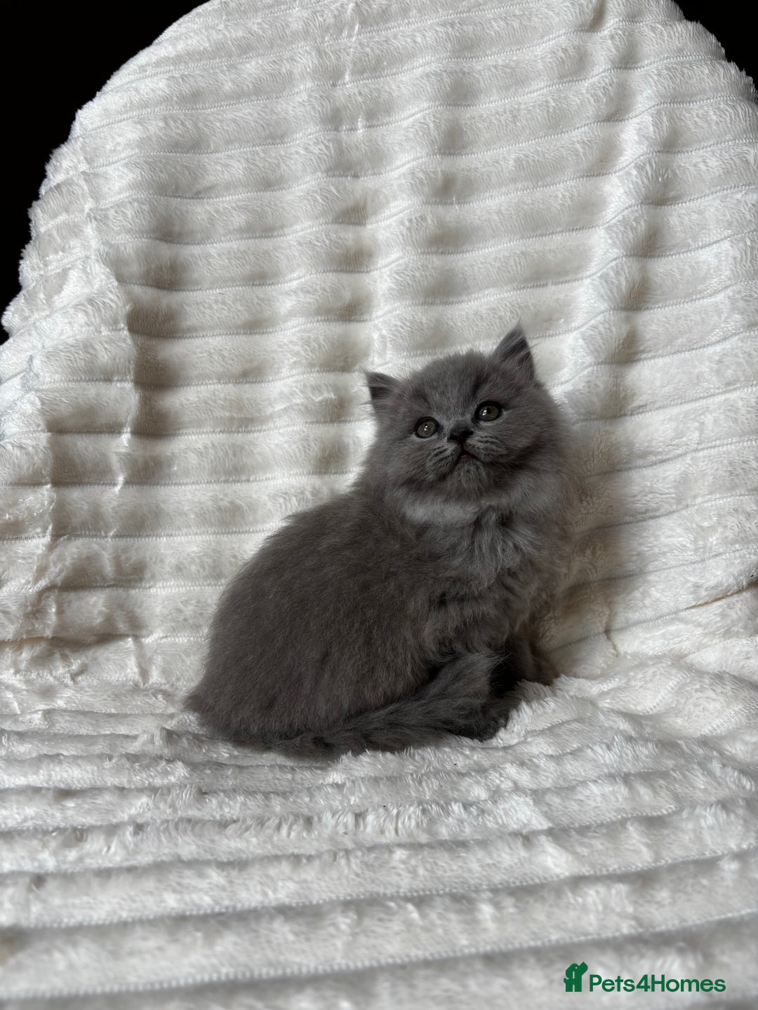 British Shorthair cats for sale: OUTSTANDING GCCF + HEALTH TESTED BSH + BLH KITTENS - Image 10