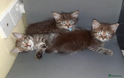 Mixed Breed cats for sale: Adorable kitten's  - Image 4