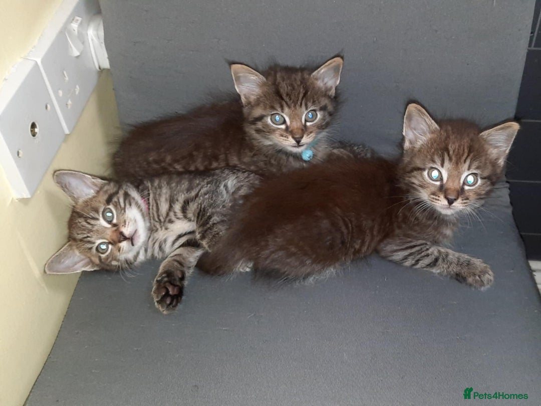 Mixed Breed cats for sale: Adorable kitten's  - Image 4