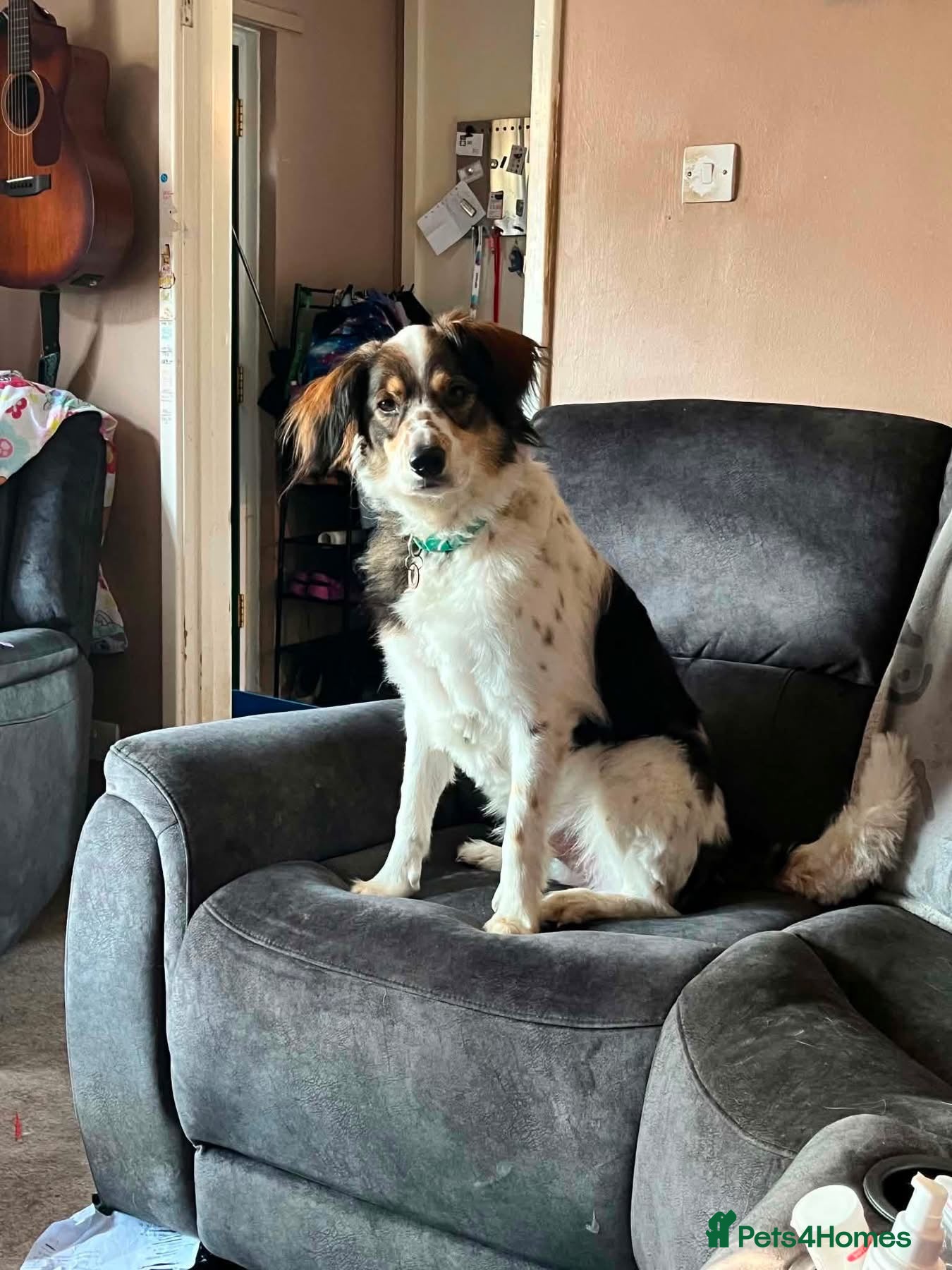 Mixed Breed dogs Kori - Badersfield Norfolk  - Advert 1