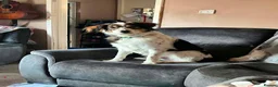 Mixed Breed dogs for adoption: Kori - Badersfield Norfolk  - Advert 1