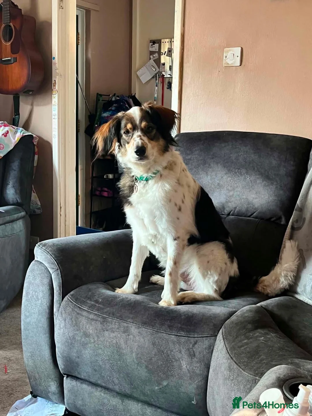 Mixed Breed dogs for adoption: Kori - Badersfield Norfolk  - Advert 1