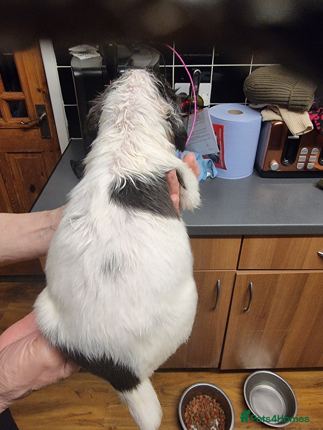 Sprocker dogs for sale: Sprocker pups - Advert 8