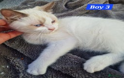 Ragdoll cats for sale: Gorgeous GCCF Ragdoll kittens READY NOW!!! - Image 7