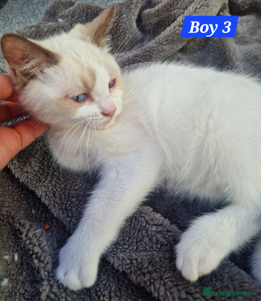 Ragdoll cats for sale: Gorgeous GCCF Ragdoll kittens READY NOW!!! - Image 7