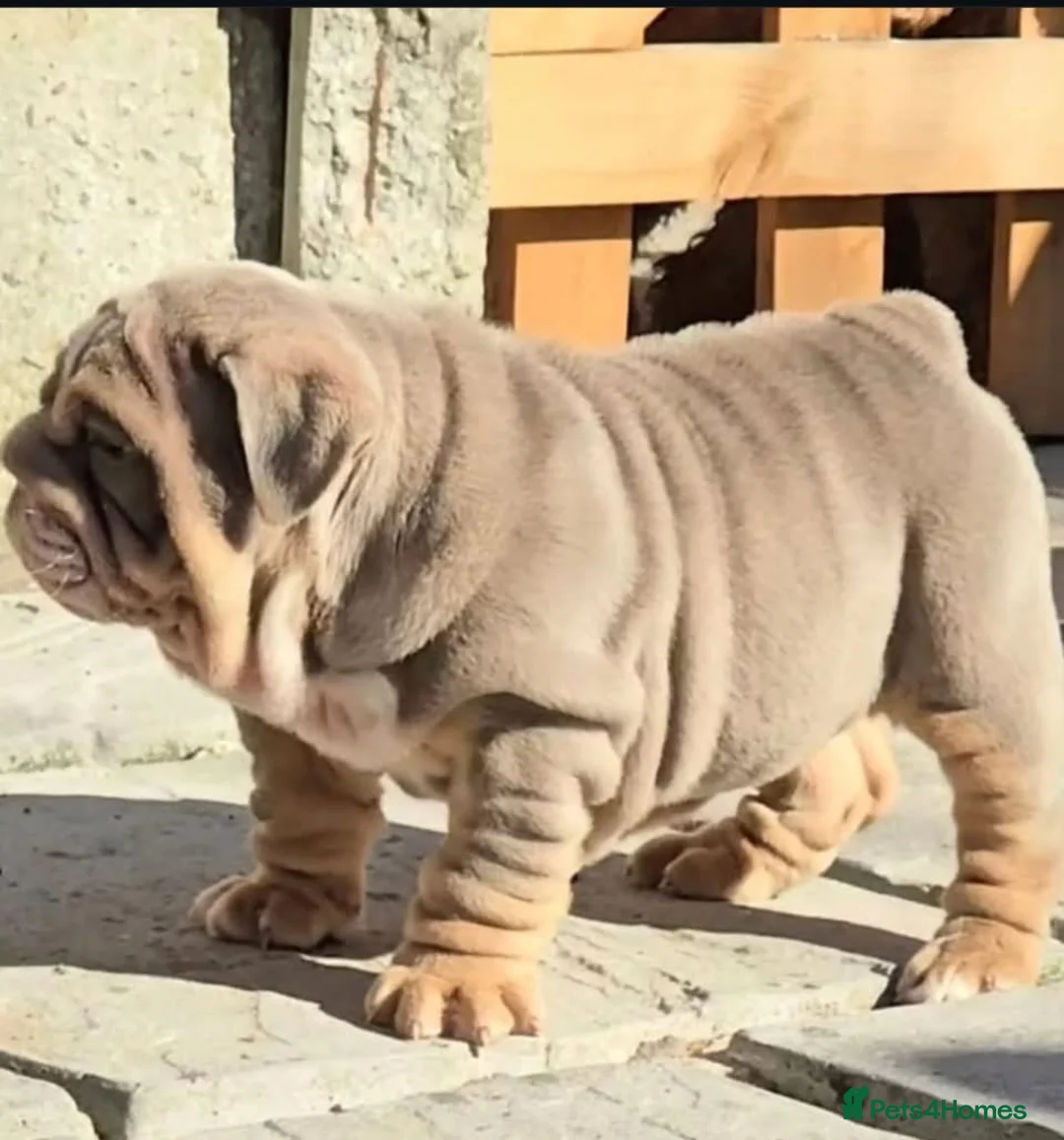 English Bulldog dogs for sale: 14 months old English Bulldog - Advert 2