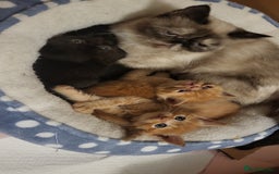 Mixed Breed cats for sale: Gorgeous Maine Coon X boy 💫 - Image 6