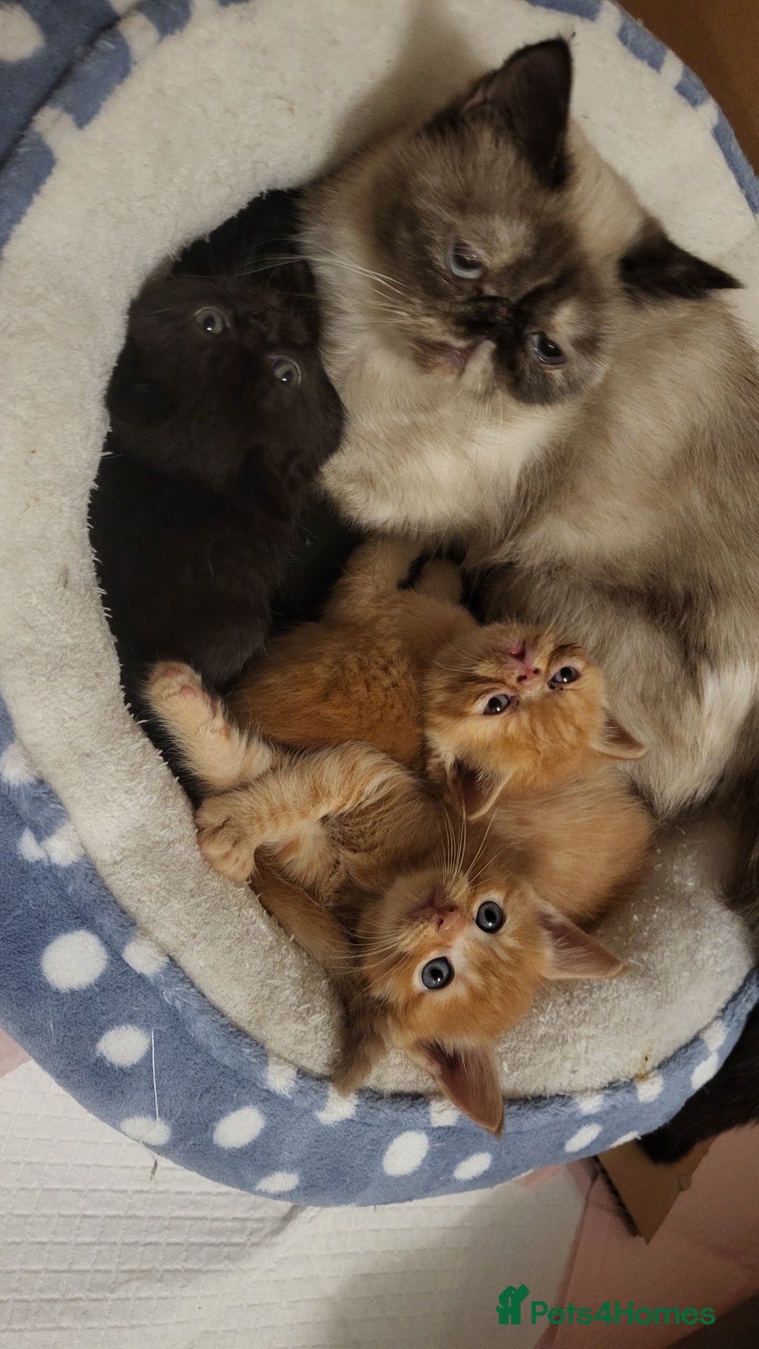 Mixed Breed cats for sale: Gorgeous Maine Coon X boy 💫 - Image 6