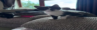 Mixed Breed 2
