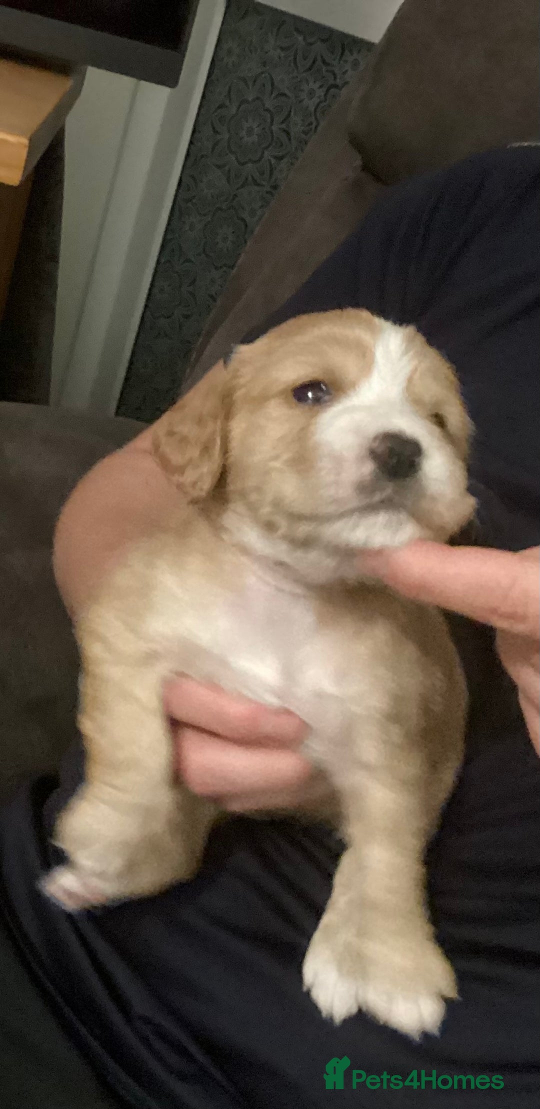 Cocker Spaniel dogs for sale: KC registered working cocker spaniel puppies  - Advert 32