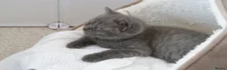 British Shorthair cats for sale: Beautiful female British Shorthair  - Advert 15