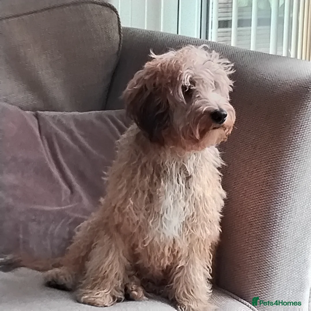 Cockapoo dogs for sale: Long haired male cockapoo  - Advert 2