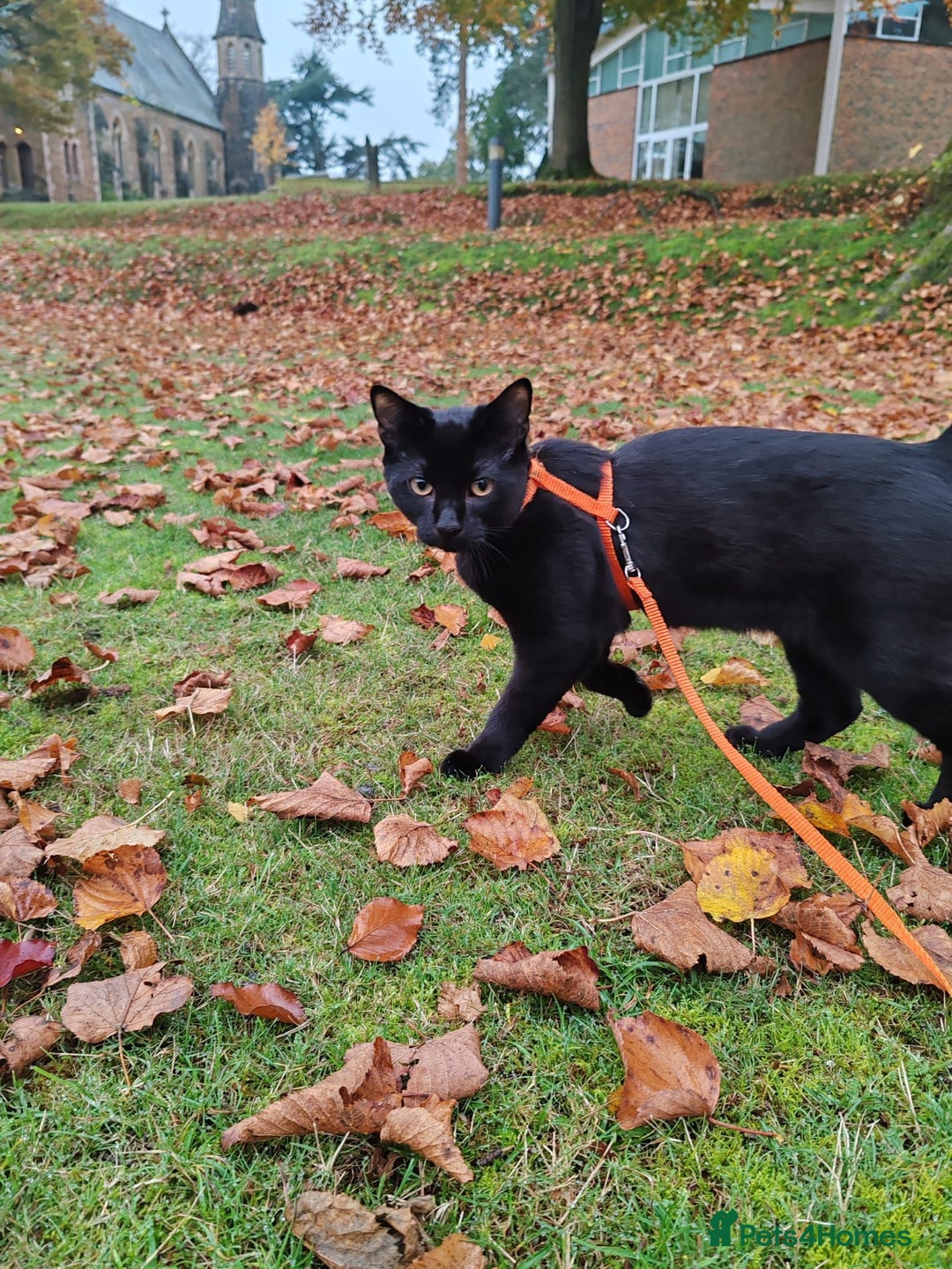 British Shorthair cats for sale: 2 Black Males cats - Image 3