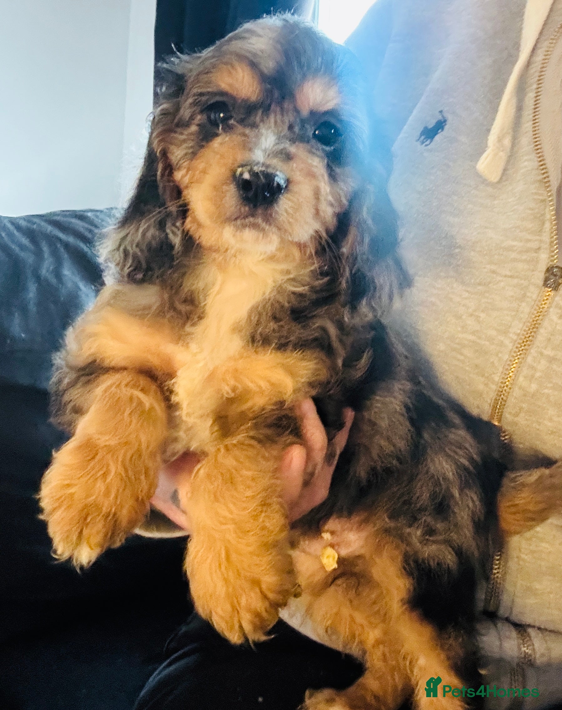 Cockapoo dogs Merle boy left  - Advert 6