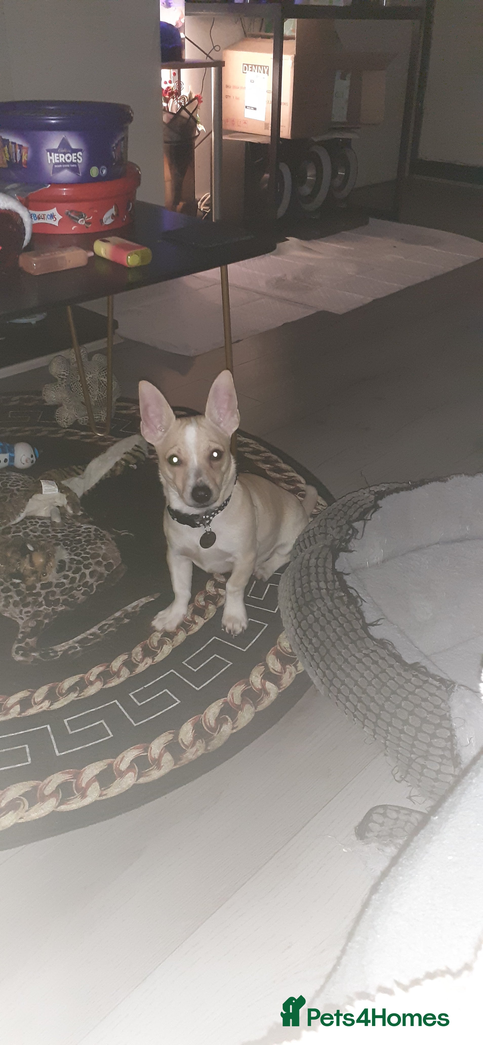 Mixed Breed dogs Male jack russell cross - Advert 5