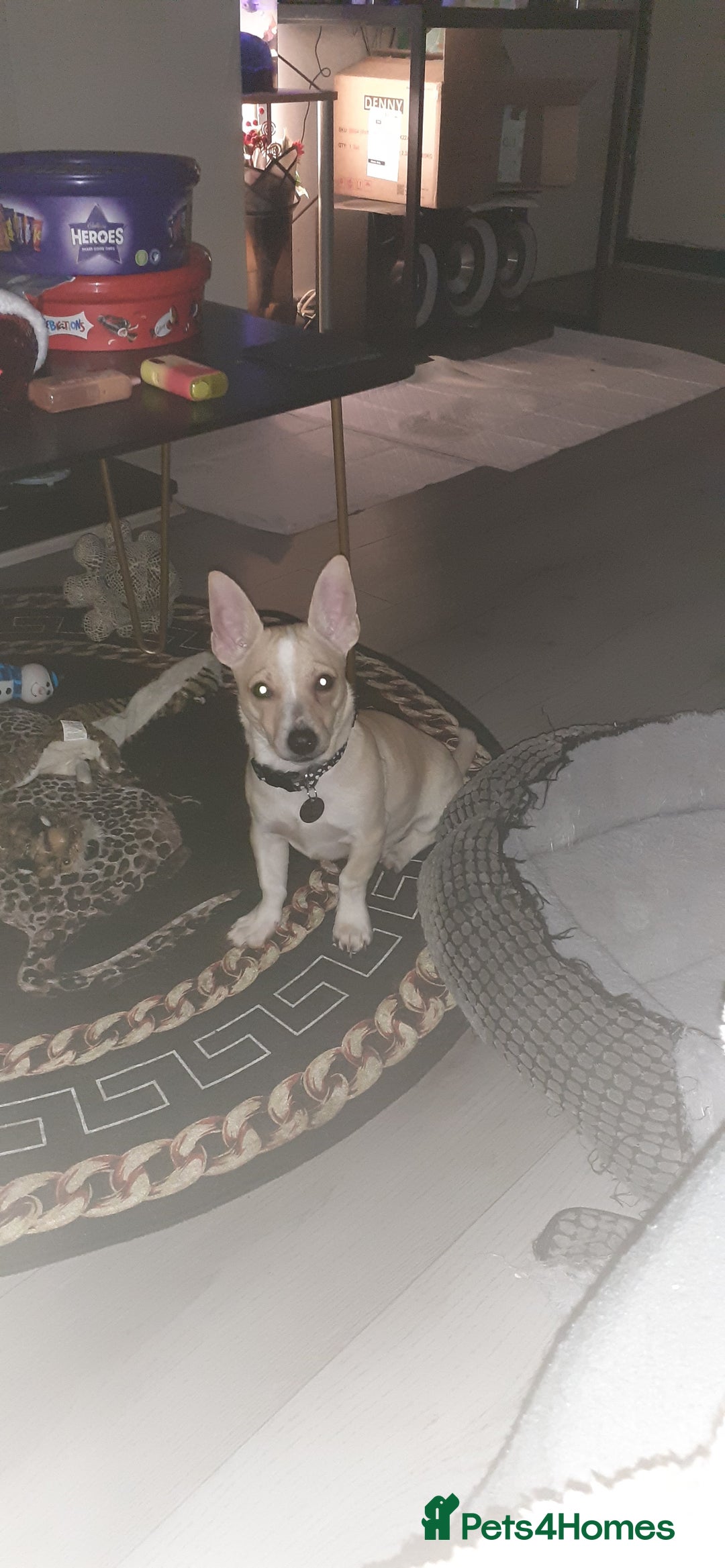 Mixed Breed dogs for sale: Male jack russell cross - Advert 1