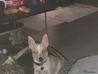 Mixed Breed dogs Male jack russell cross - Advert 1