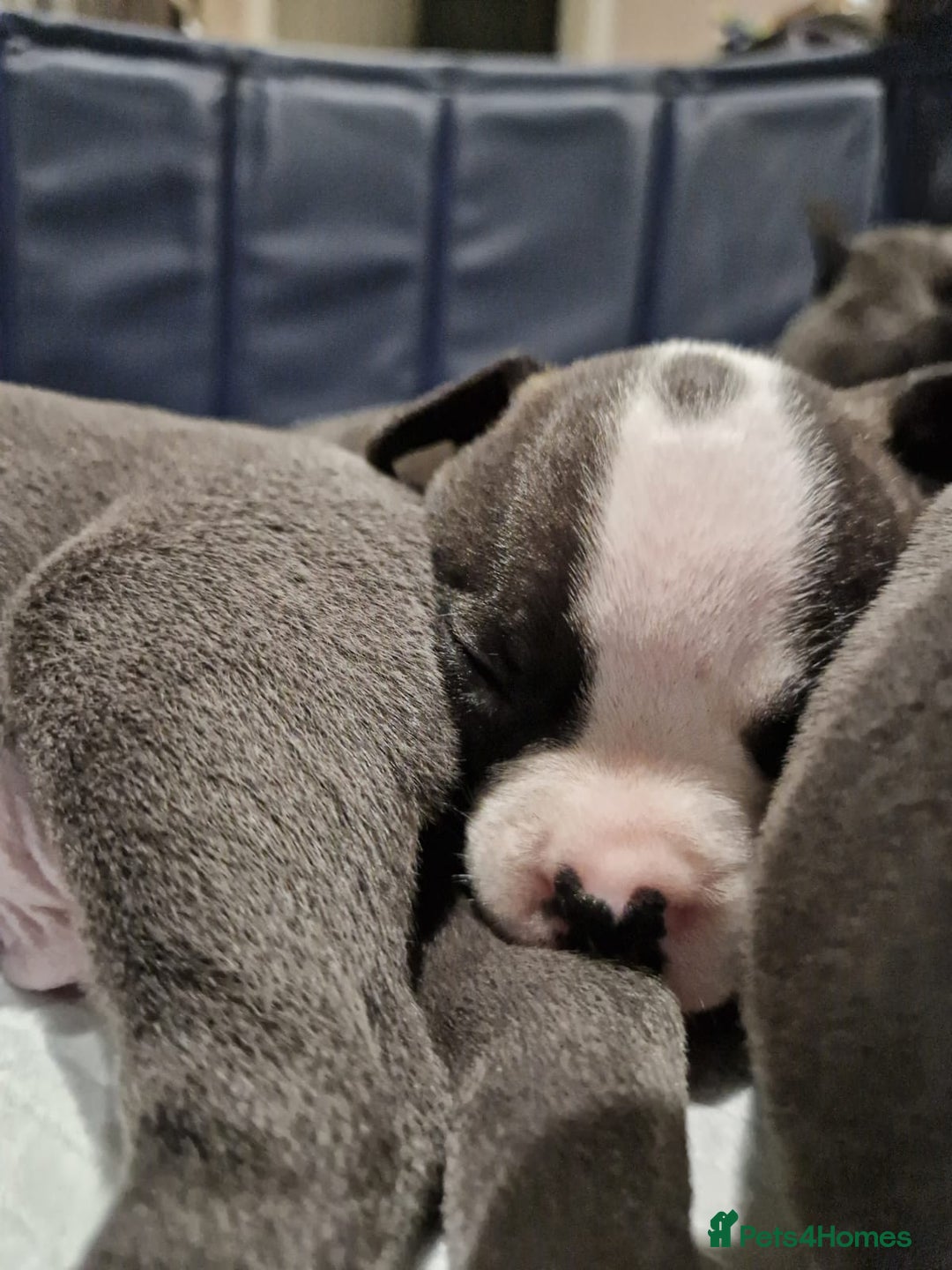 Mixed Breed dogs for sale:  Adorable staffie x frencie pups,Ready Oct31st  - Image 5