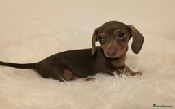 Miniature Dachshund dogs for sale: REDUCED LITTER KC REG mini Daxi  - Image 13