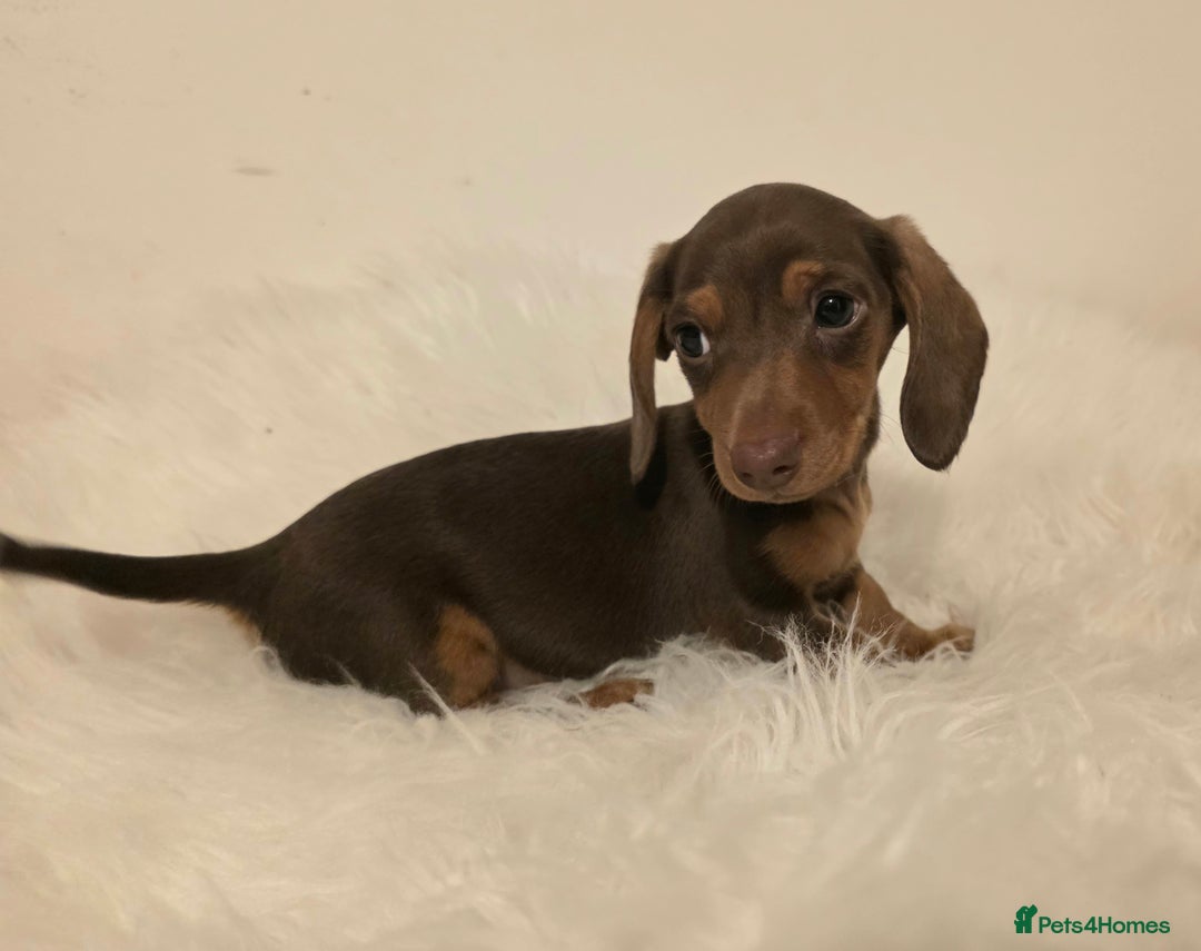 Miniature Dachshund dogs for sale: REDUCED LITTER KC REG mini Daxi  - Image 13