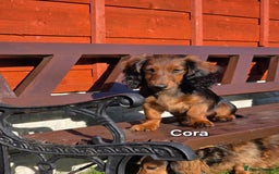 Dachshund dogs for sale: Red long-haired standard dachshund puppies - Image 11