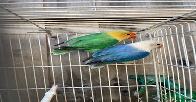 Lovebirds birds in London - Advert 8
