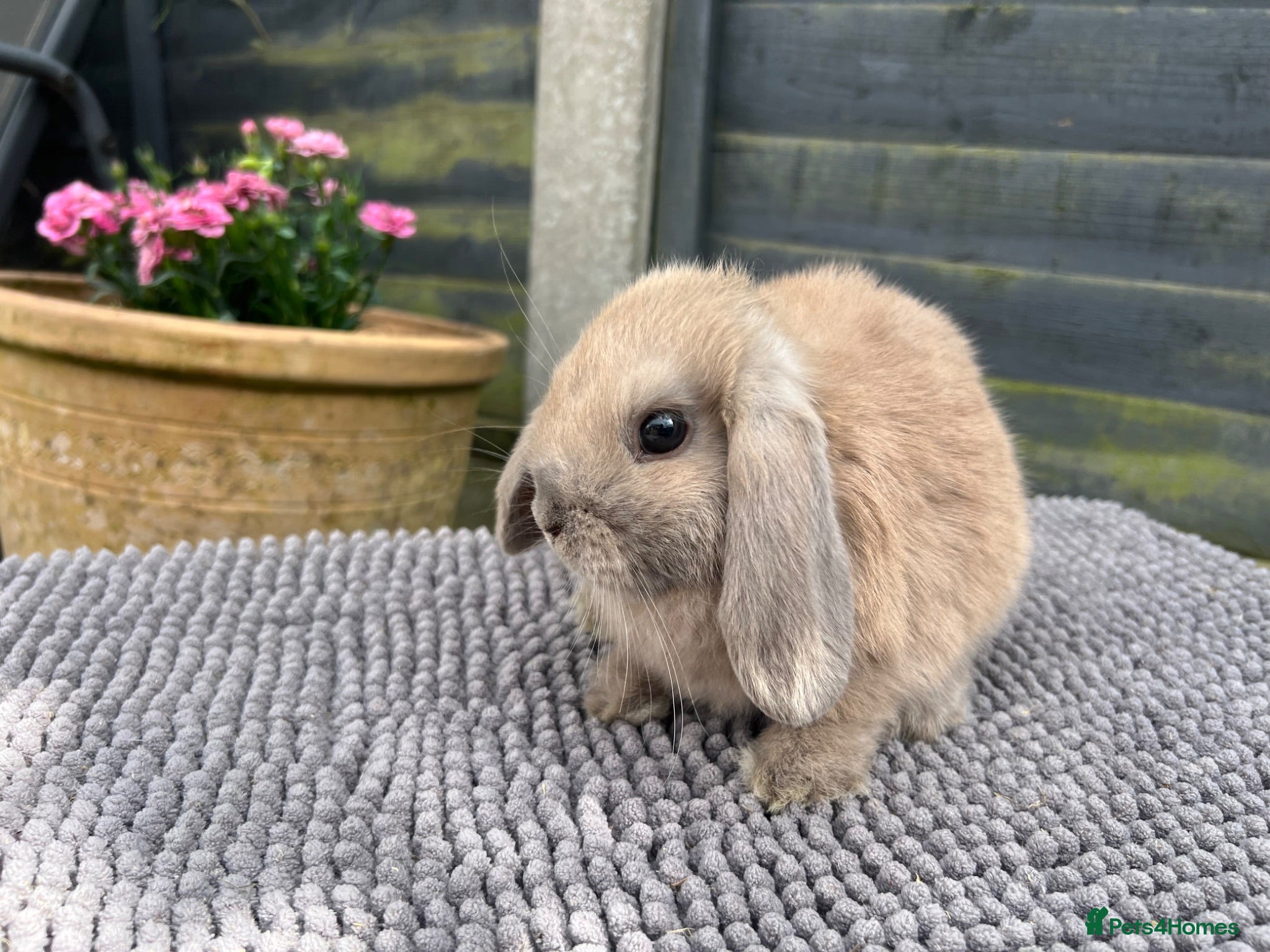 Mini Lop rabbits Mini Lops Ready To Leave Now  - Advert 1