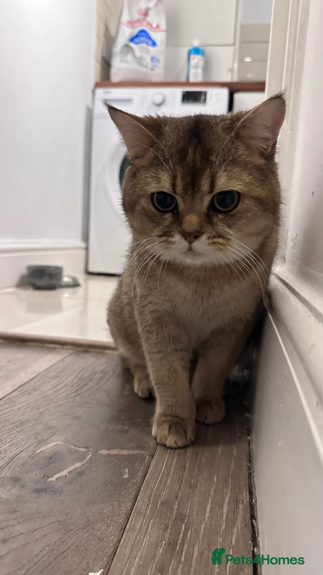 Scottish Fold cats for sale: Scottish fold Male  - Advert 1