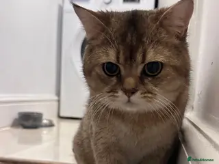 Scottish Fold cats Scottish fold Male - Advert 14