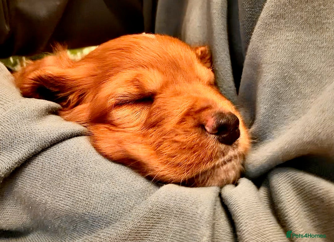 Mixed Breed dogs for sale: Cockapoo/Cavapoo Mix Puppies Available 10 Nov 25 - Image 11