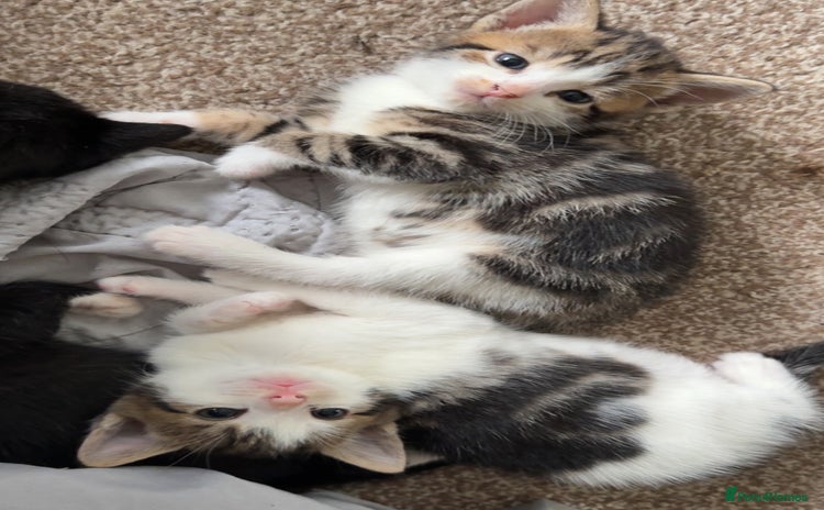 Mixed Breed cats - Advert 1