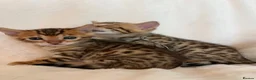 Bengal cats for sale: Stunning Pure Bengal Kittens Ready For Reservation - Advert 33