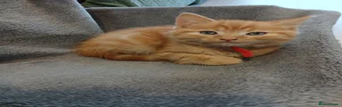 Mixed Breed 1