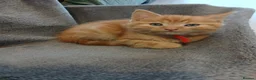 Mixed Breed cats for sale: Ginger male kitten - Advert 3