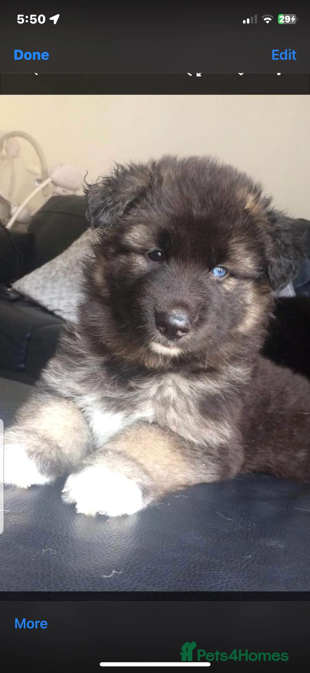 German Shepherd dogs for stud: German Shepard up for stud  in Erith - Advert 25