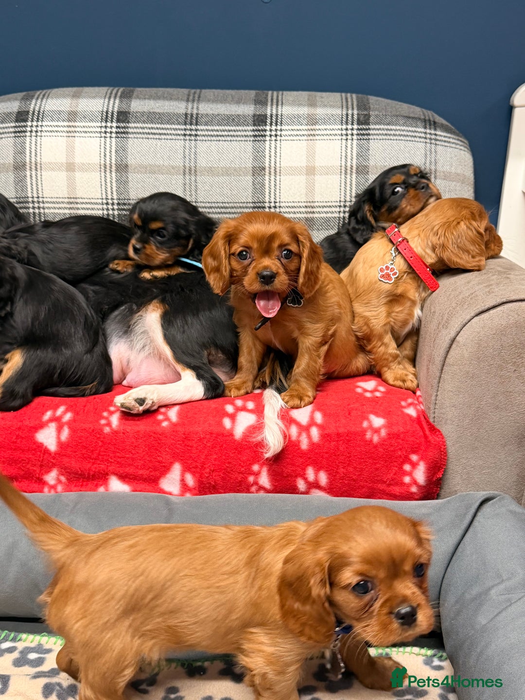 Cavalier King Charles Spaniel dogs for sale: 🐶 Beautiful Cavalier King Charles  Puppies 🐶 - Advert 22