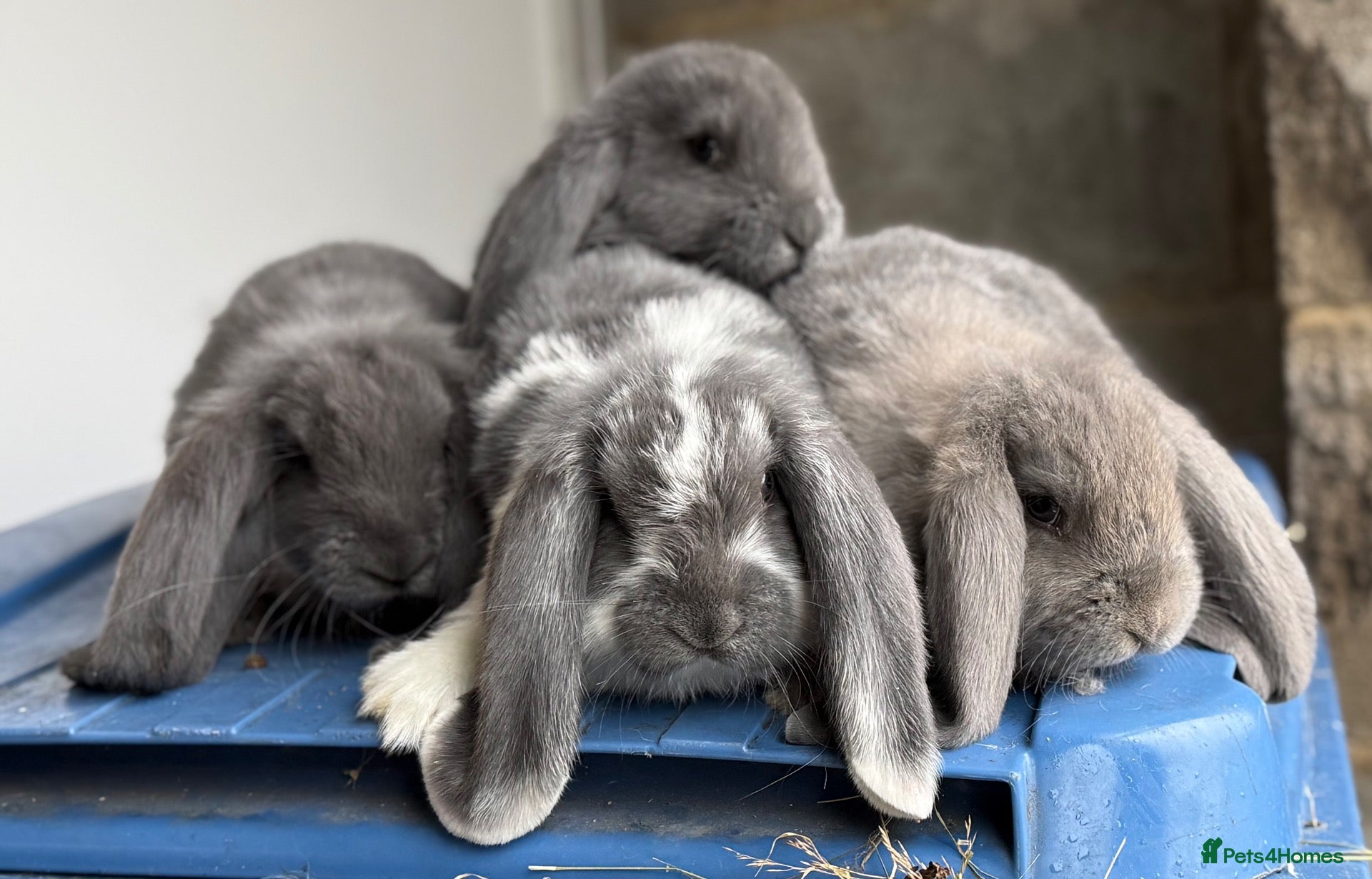 French Lop rabbits for sale: Stunning French lop babies  - Advert 2