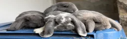 French Lop rabbits for sale: Stunning French lop babies  - Advert 2