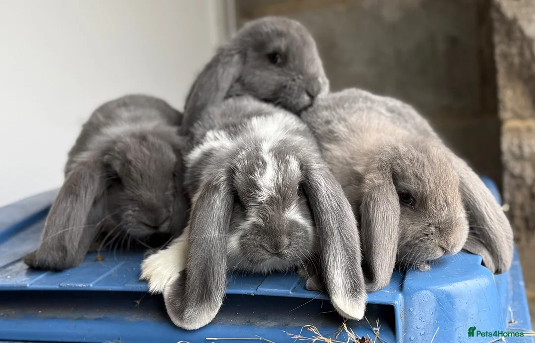 French Lop rabbits for sale: Stunning French lop babies  - Advert 2