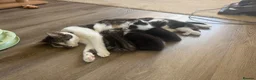 Mixed Breed cats for sale: Beautiful male and female kitten - Advert 1