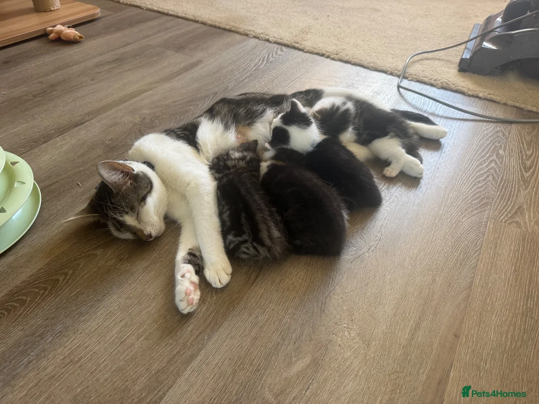 Mixed Breed cats for sale: Beautiful male and female kitten - Advert 1