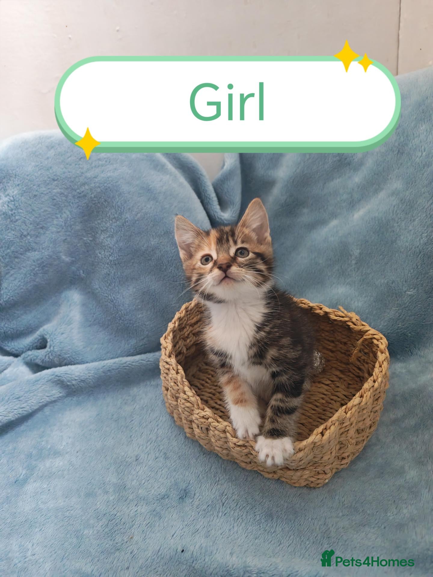 Mixed Breed cats Beautiful Kittens Videos - Advert 1