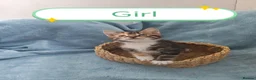 Mixed Breed cats for sale: Beautiful Kittens Videos in Barnsley - Advert 1
