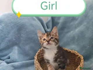 Mixed Breed cats Beautiful Kittens Videos - Advert 1