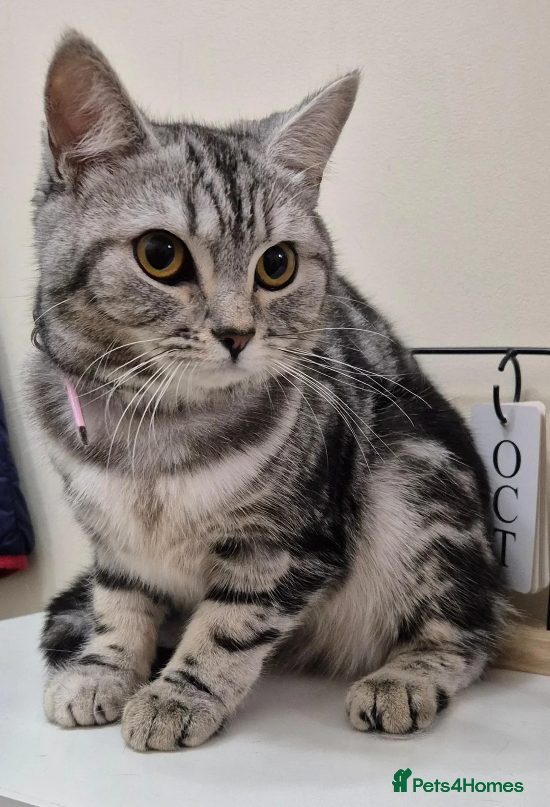 British Shorthair cats for sale: Beautiful Silver Shorthair Female Cat - Advert 1