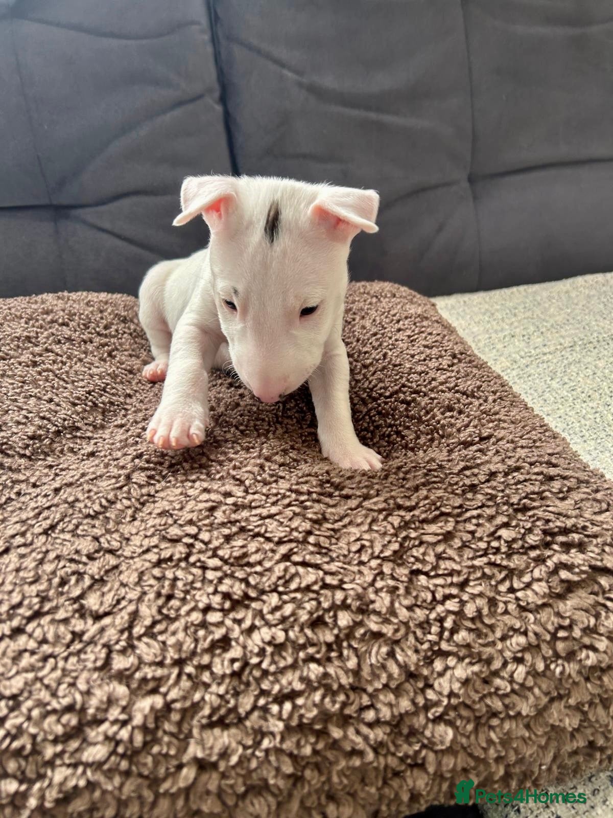 Miniature Bull terrier dogs for sale: 1 Male Miniature English bull terrier available  - Advert 13